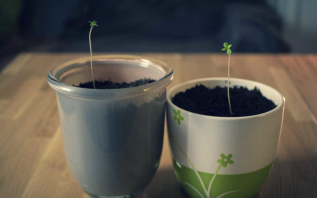 CBD Selber Anbauen – 5 einfache Schritte!