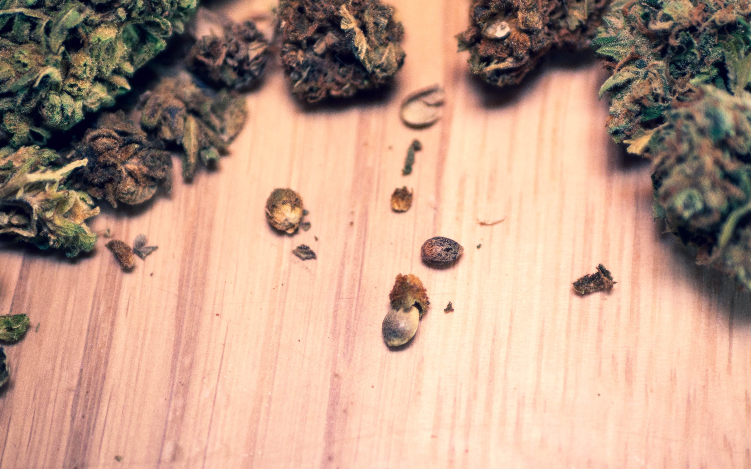 CBD Samen Cannabis Buds