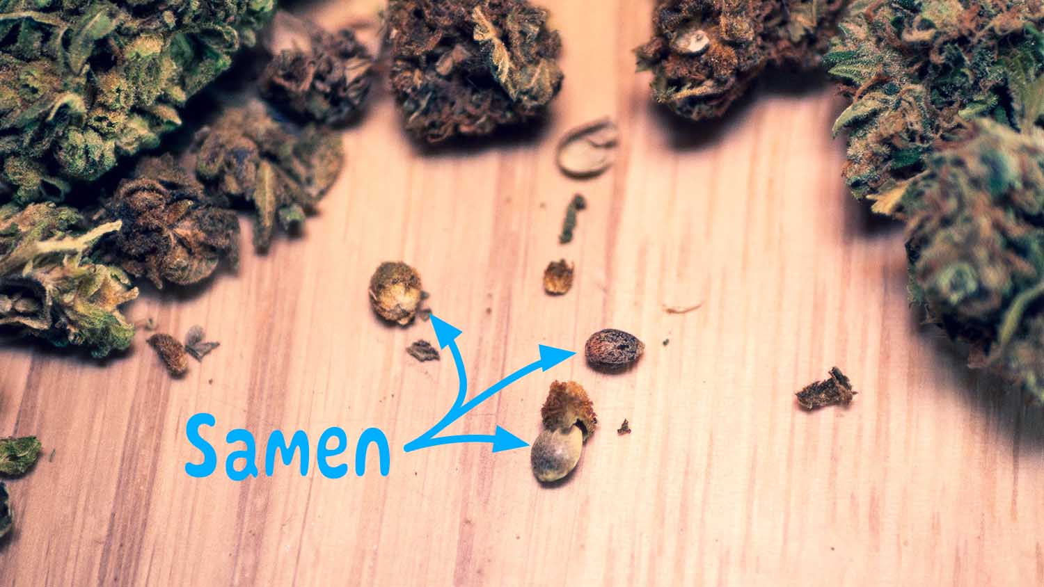 CBD Samen Cannabis Buds