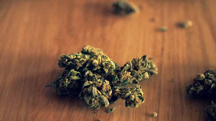 CBD Buds flow's bio CBD Cannabis Blüten