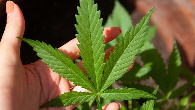 Cannabis Blatt leaf flow's bio Blatt einer Hanfpflanze auf einer Hand liegend