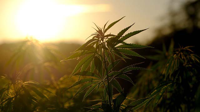 cannabispflanze vor einem sonnenuntergang
