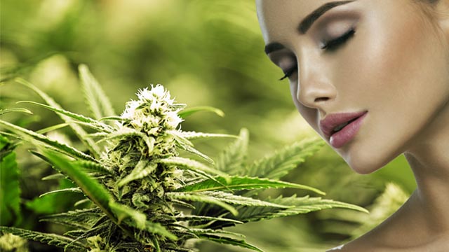 Frau riecht an Cannabispflanze