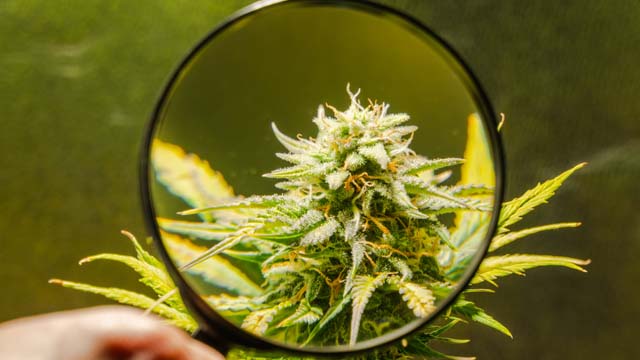 terpene in trichomen der cannabis pflanze