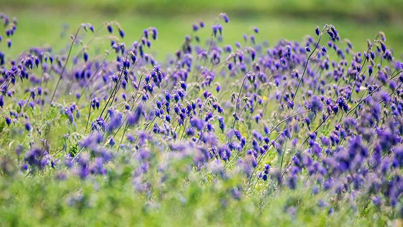 Feld mit violetten Salbeiblüten