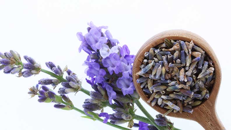 Die getrockneten Samen des Lavendel lassen sich rauchen - etwa mit Cannabis vermischt oder auch pur.