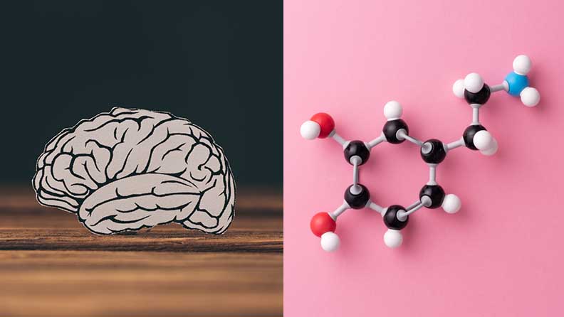 Gehirn und Dopamin als chemische Formel
