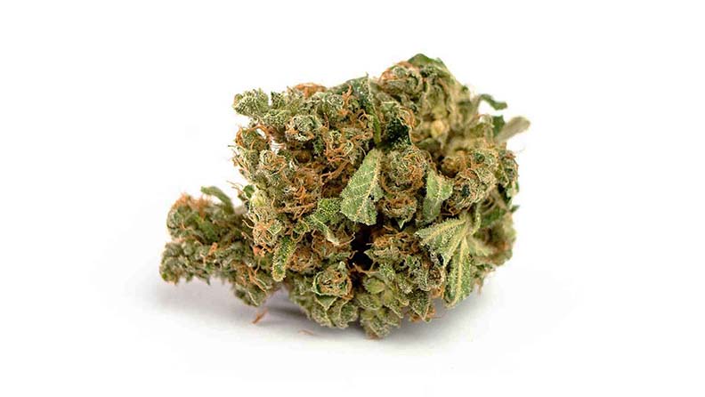 EIne CBD Hanfblüte sieht heute fast aus wie THC-Cannabis