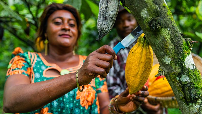 Eine afrikanische Frau erntet Kakao von einem Kakaobaum