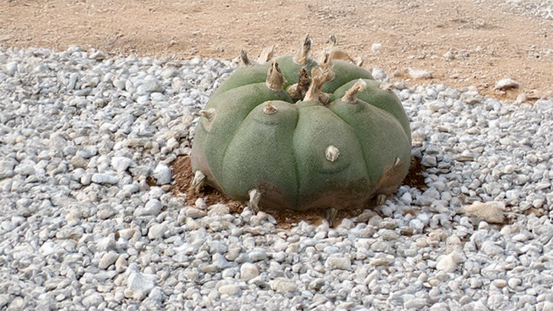 Ein kleiner Ballförmiger Peyote Kaktus auf steinigem Wüstenuntergrund.