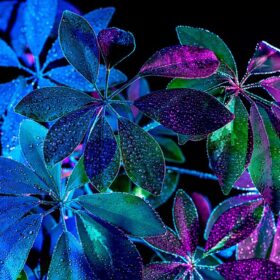 Blau-Violett beleuchtete Blätter einer unbekannten, womöglich psychoaktiven Pflanze.