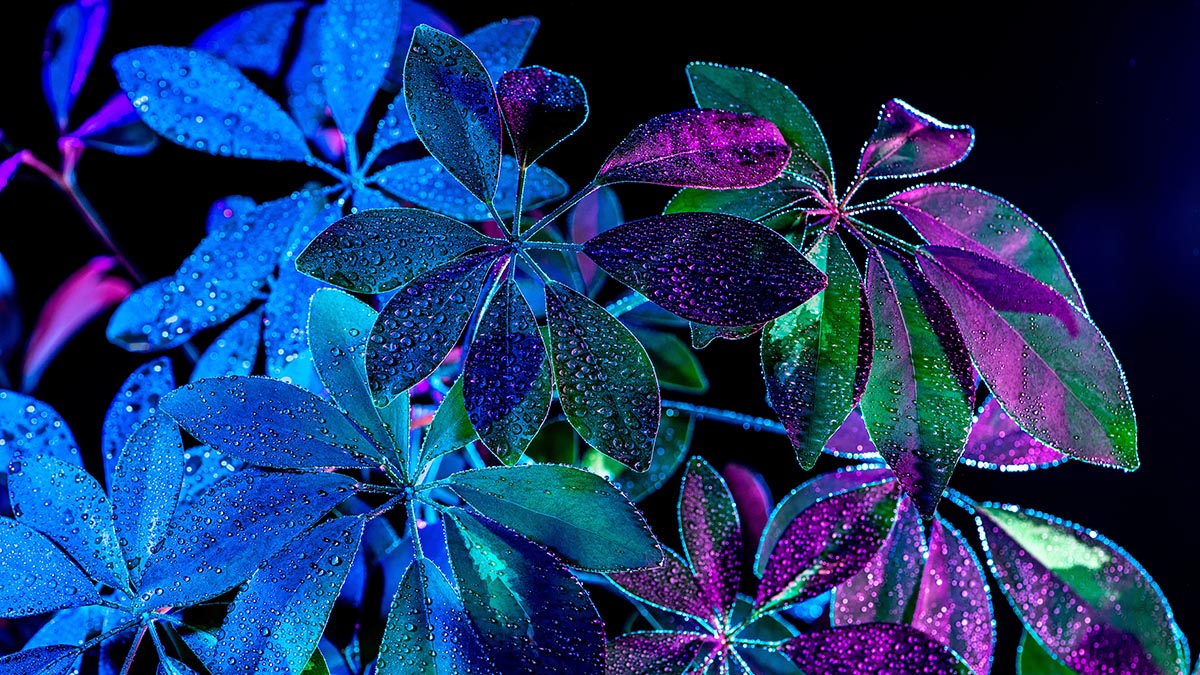 Blau-Violett beleuchtete Blätter einer unbekannten, womöglich psychoaktiven Pflanze.