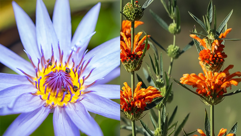 Ein bild von der blau-gelben Blüte des Blauen Lotus sowie orangen Blütenblätter des Afrikanischen Löwenohr.