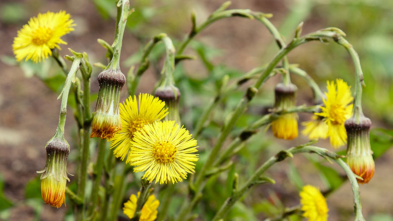 Gelbes Huflattichkraut auf der Wiese.